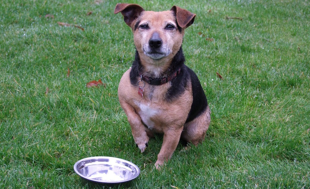 cane adulto cibo